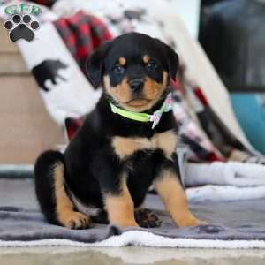 Shadow, Rottweiler Puppy